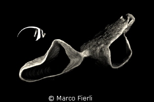 the Banner & the Sponge by Marco Fierli 